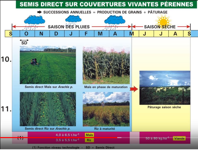 Semis direct de maïs sous couvert : une transition agro-écologique